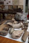 Палеонтологические находки, найденные на Енискейском море