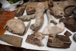 Палеонтологические находки, найденные на Енискейском море